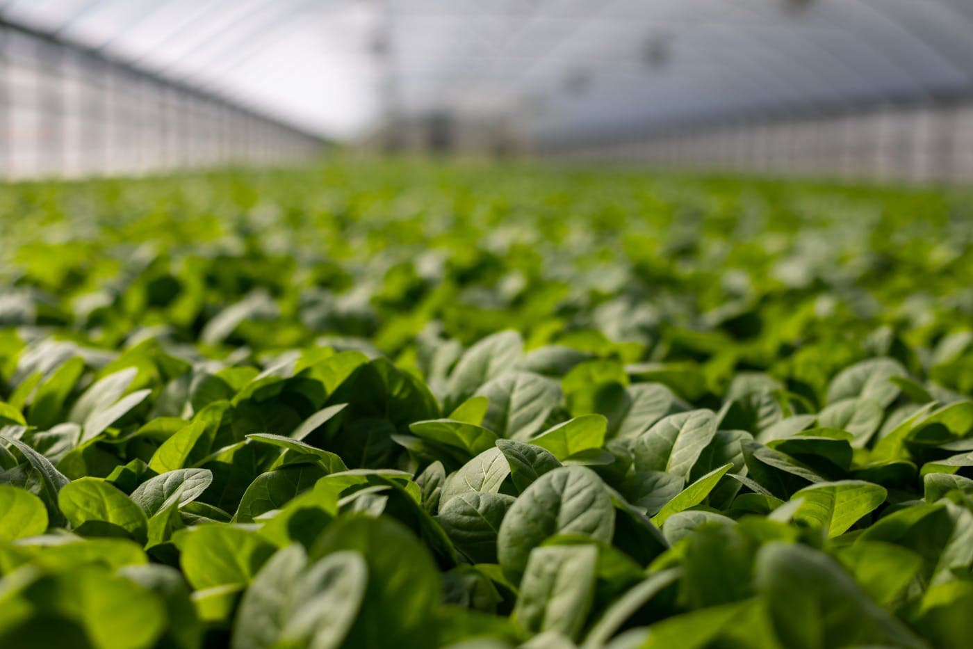 Commercial greenhouse — rows of plants under controlled environment lighting